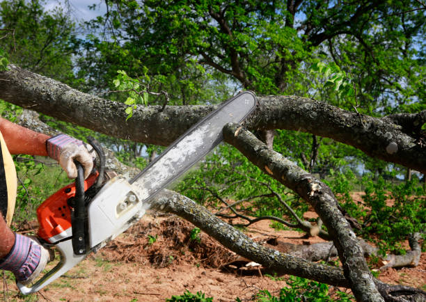 How Our Tree Care Process Works  in  Hillsboro, MO